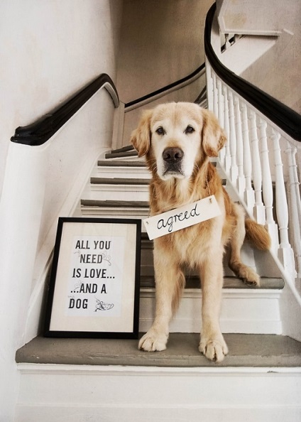 Câine de câine retriever de aur (35 fotografii), fapte interesante, locuri unice, uimitoare