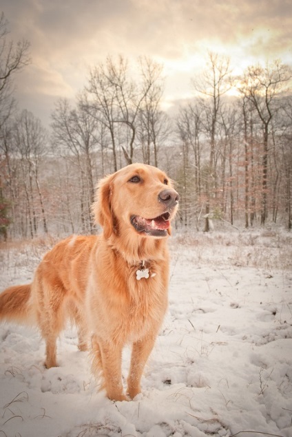 Kutyafajta golden retriever (35 fotó) Érdekességek egyedülálló helyen, lenyűgöző