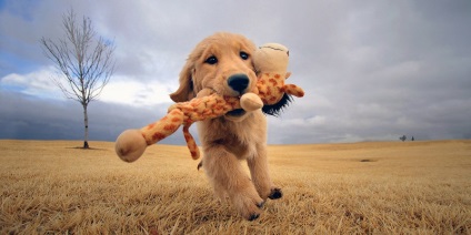 Câine de câine retriever de aur (35 fotografii), fapte interesante, locuri unice, uimitoare