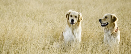 Kutyafajta golden retriever (35 fotó) Érdekességek egyedülálló helyen, lenyűgöző