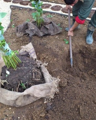 Plantare și creștere pions, greenmarket