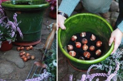 Ültetés izzók cserépben, milyen a növény izzók cserépben