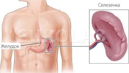 Consecințele îndepărtării splinei - informații despre sănătate
