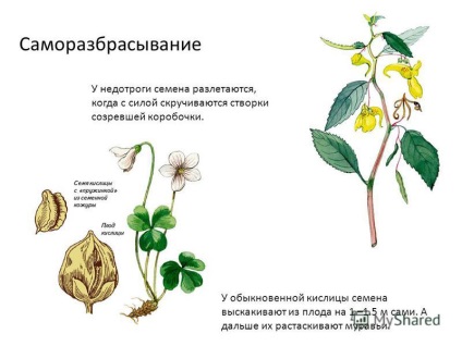 Prezentarea privind răspândirea fructelor și a semințelor în locuitorii mlaștinilor de iarbă din bumbac