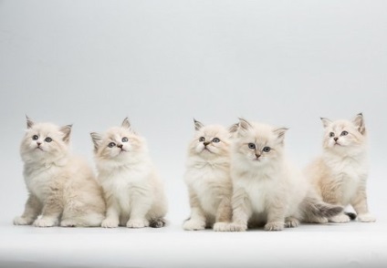 Vanzarea de pisici - totul despre pisica siberiana