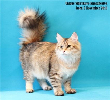 Vanzarea de pisici - totul despre pisica siberiana