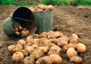 Plantarea gânditoare a cartofilor pentru iarnă