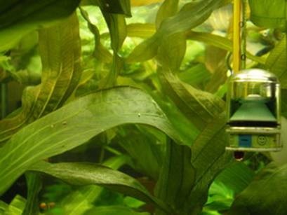 O modalitate simplă și sigură de a alimenta CO2 în acvariu