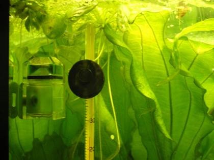 O modalitate simplă și sigură de a alimenta CO2 în acvariu