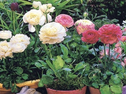 Ranunculus - ce fel de floare sunt trăsăturile de plantare, cultivare, îngrijire