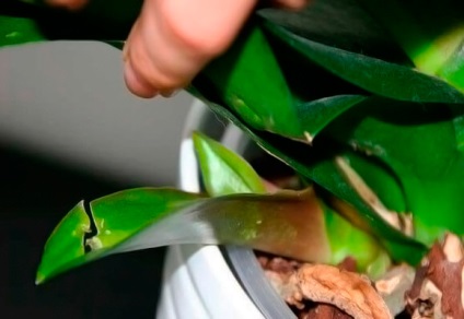Reproducerea orhideelor ​​- 6 moduri posibile