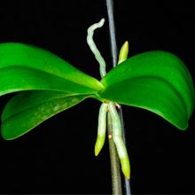 Reproducerea orhideelor ​​- 6 moduri posibile