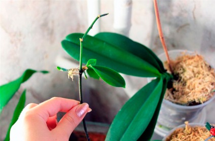 Sokszorosítása orchideák - 6 lehetséges módon