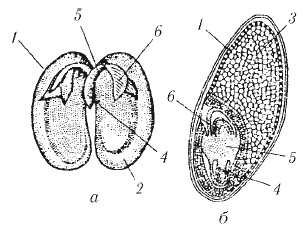Organele reproducătoare ale angiospermelor