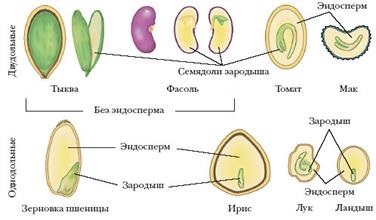 A reproduktív szervek növények