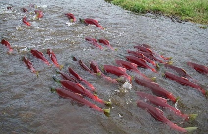 Fish-utazó - Gyermek Encyclopedia (első kiadás)