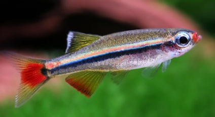 Fish cardinal - conținut, reproducere, fotografie, video