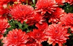 Rosalia ooo magazin on-line de culturi decorative și crizanteme, prețuri favorabile