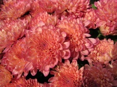 Rosalia ooo magazin on-line de culturi decorative și crizanteme, prețuri favorabile