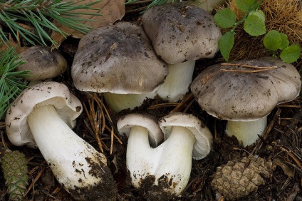 Blewits ahol nő és hol összegyűjteni