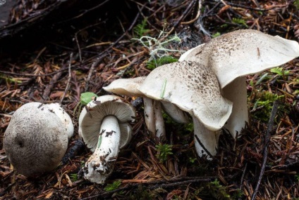 Blewits ahol nő és hol összegyűjteni