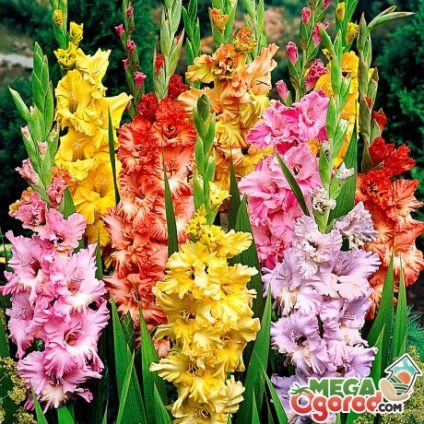 Pentru horticulturist pe nota descrierea cele mai bune soiuri de gladioli, plantare și sfaturi de îngrijire