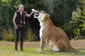 A legnagyobb macska a világon, amit igazán