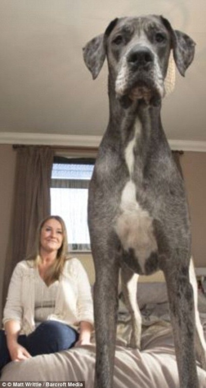 Cel mai mare câine din lume