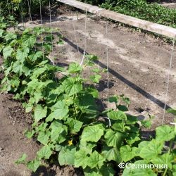 A legegyszerűbb módja az uborka termesztése - selyanochka - portál a gazdálkodók számára, a mezőgazdaság,