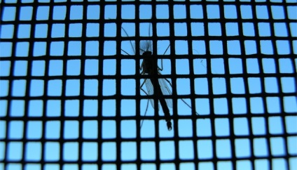 Plase de țânțari autoadezive familiare și necunoscute