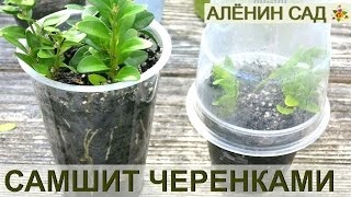 Чемшир (buksus) снимки, засаждане и грижи