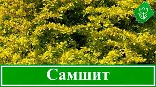 Чемшир (buksus) снимки, засаждане и грижи