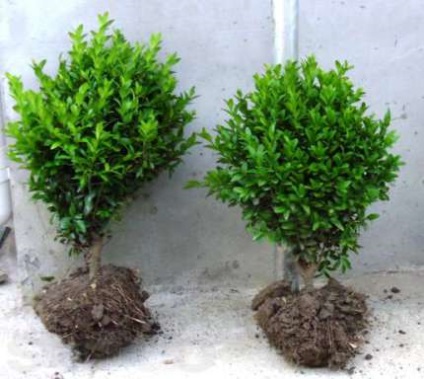 Boxwood - plantarea și îngrijirea corectă a plantațiilor decorative vesnic verzi