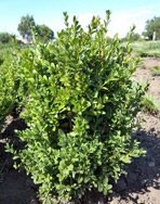 Boxwood mereu verde - buxus sempervirens