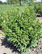 Boxwood mereu verde - buxus sempervirens