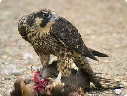 Peregrine Falcon