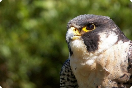 Peregrine Falcon