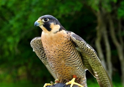 Peregrine Falcon (foto) vânătoare impetuos de zbor și virtuoză