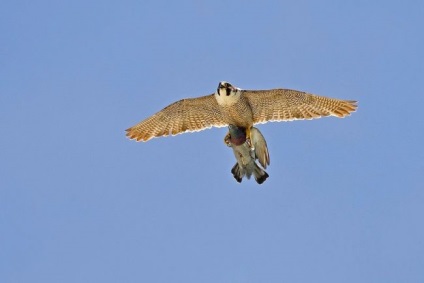 Peregrine Falcon (foto) vânătoare impetuos de zbor și virtuoză