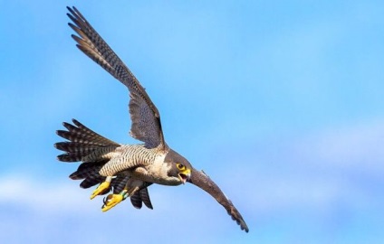 Peregrine Falcon (foto) vânătoare impetuos de zbor și virtuoză