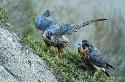 Peregrine Falcon (foto) vânătoare impetuos de zbor și virtuoză