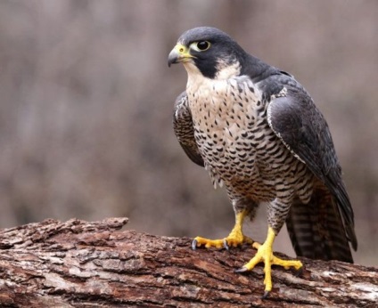 Peregrine Falcon (foto) vânătoare impetuos de zbor și virtuoză