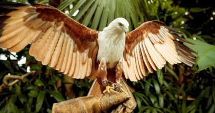 Peregrine Falcon (foto) vânătoare impetuos de zbor și virtuoză