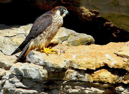 Peregrine Falcon (foto) vânătoare impetuos de zbor și virtuoză