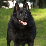 Schipperke photo Voi cumpăra un expeditor ieftin, o voi da înapoi, voi vinde gratuit o navă ieftină (foto), aici