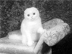 Scottish Fold pisici - cum să învețe o pisică să stea liniștit în poses necesare și în timpul