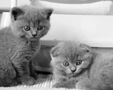Scottish Fold pisici - cum să învețe o pisică să stea liniștit în poses necesare și în timpul