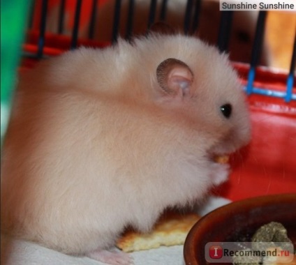 Si hamsterul sirian - 