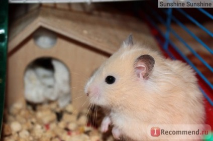 Si hamsterul sirian - 