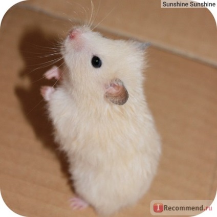 Si hamsterul sirian - 